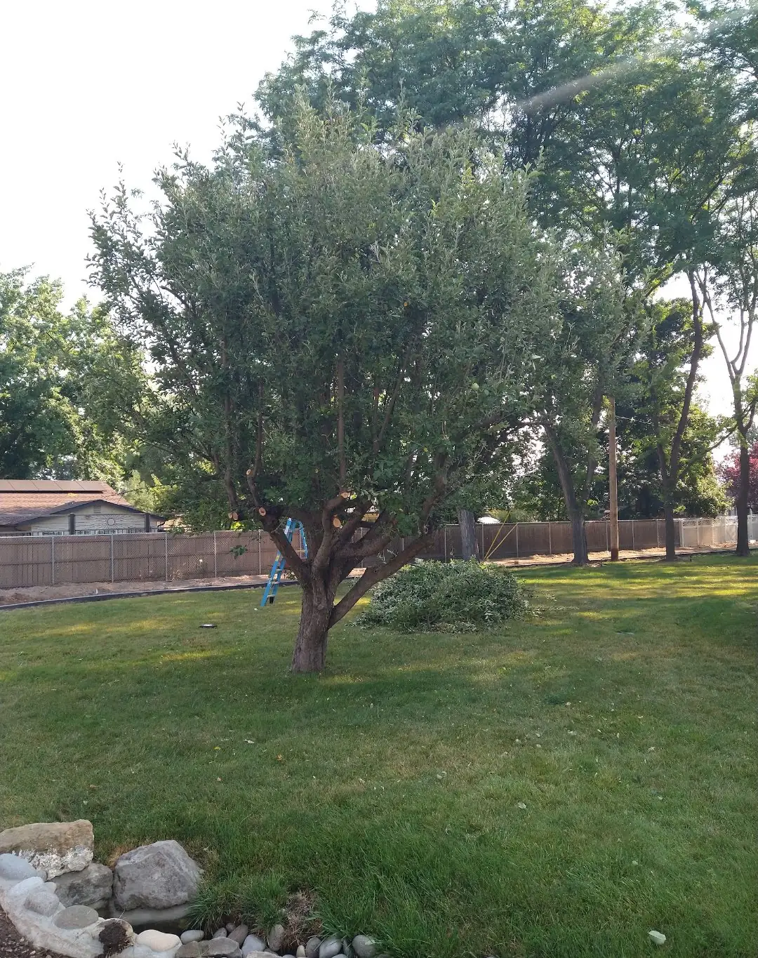 A small tree trimmed back on a lawn, with a ladder and a pile of clippings behind it