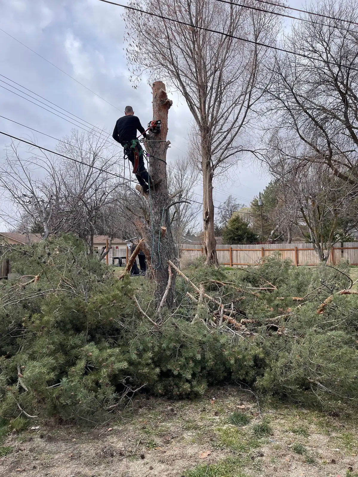 A climber tied in on a topped trunk above a heap of cut pine branches in a fenced yard