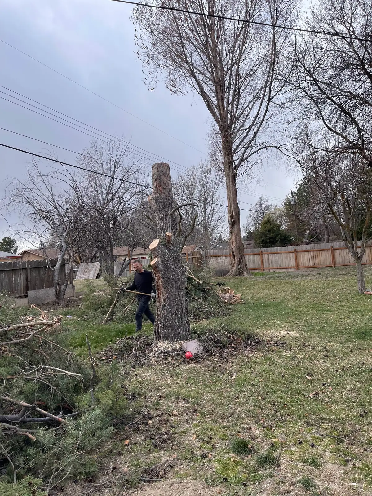 A worker beside a tall cut-down trunk, with cut brush on the grass and bare trees behind