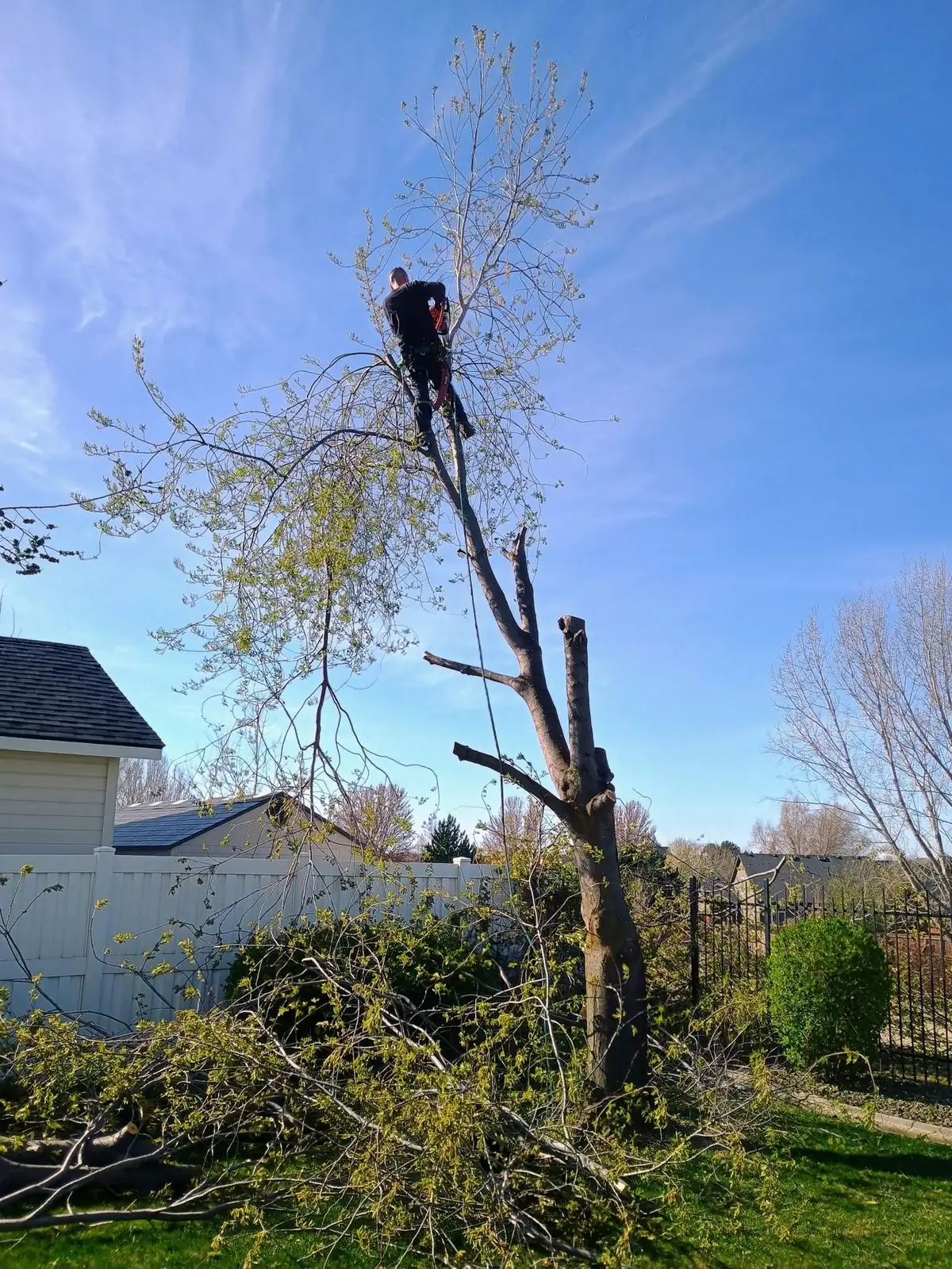 A climber near the top of a tree being taken down, with cut branches on the lawn below