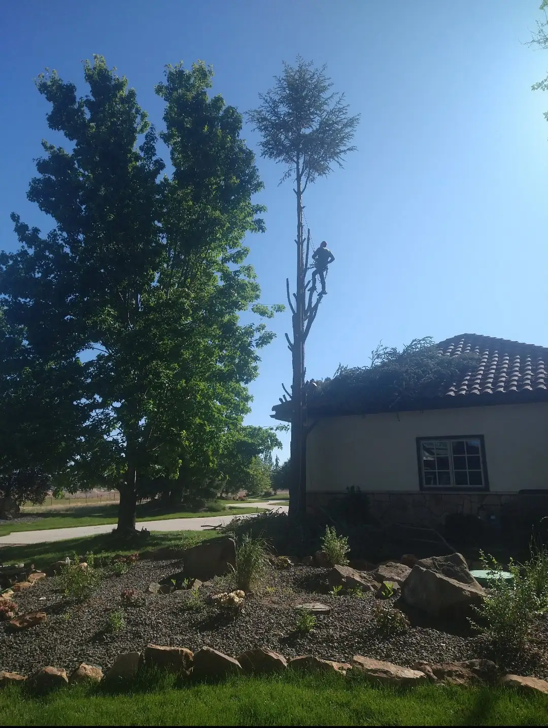 A climber on a tall tree with its limbs cut off, beside a house with a tile roof