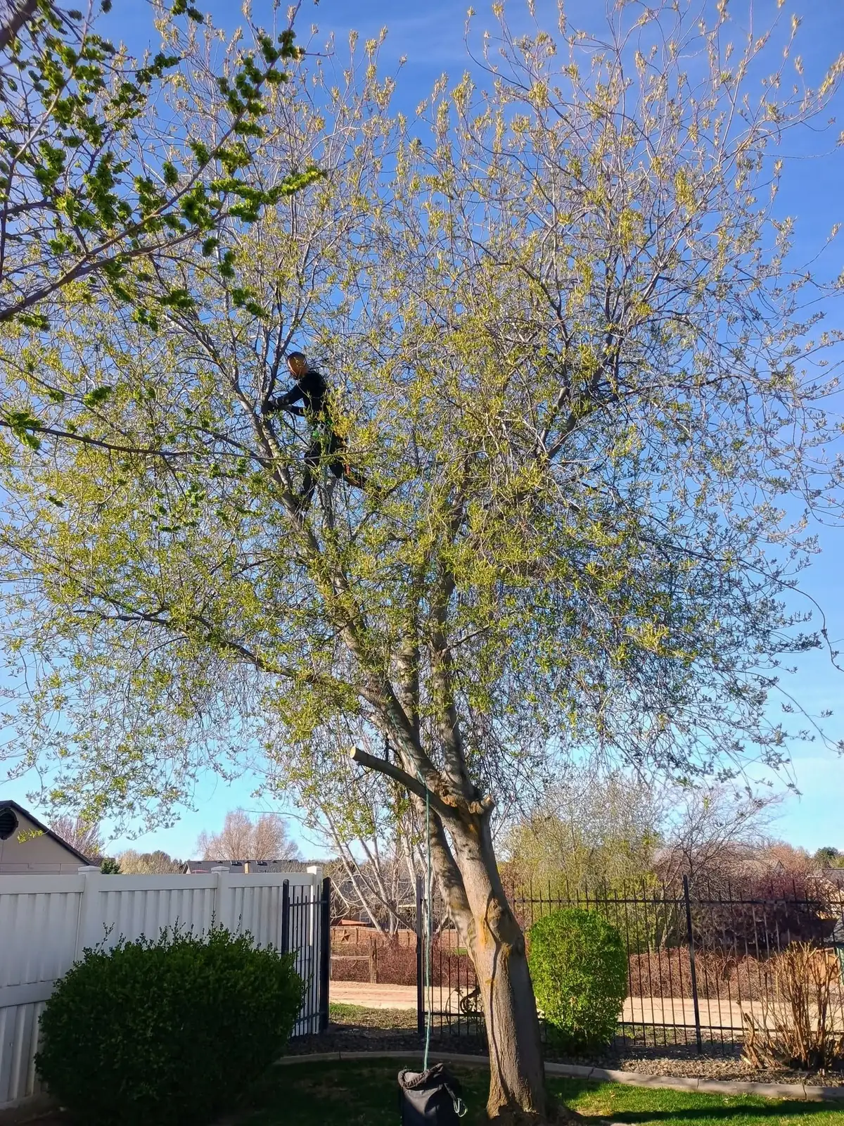 A climber working in a leafy tree beside a white fence