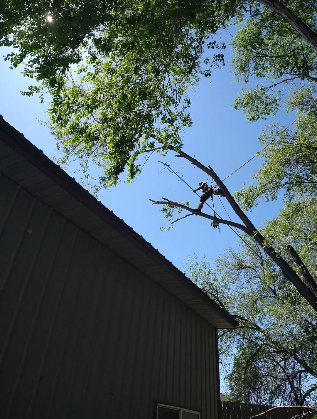 A climber cutting a limb high in a tree beside a green metal building