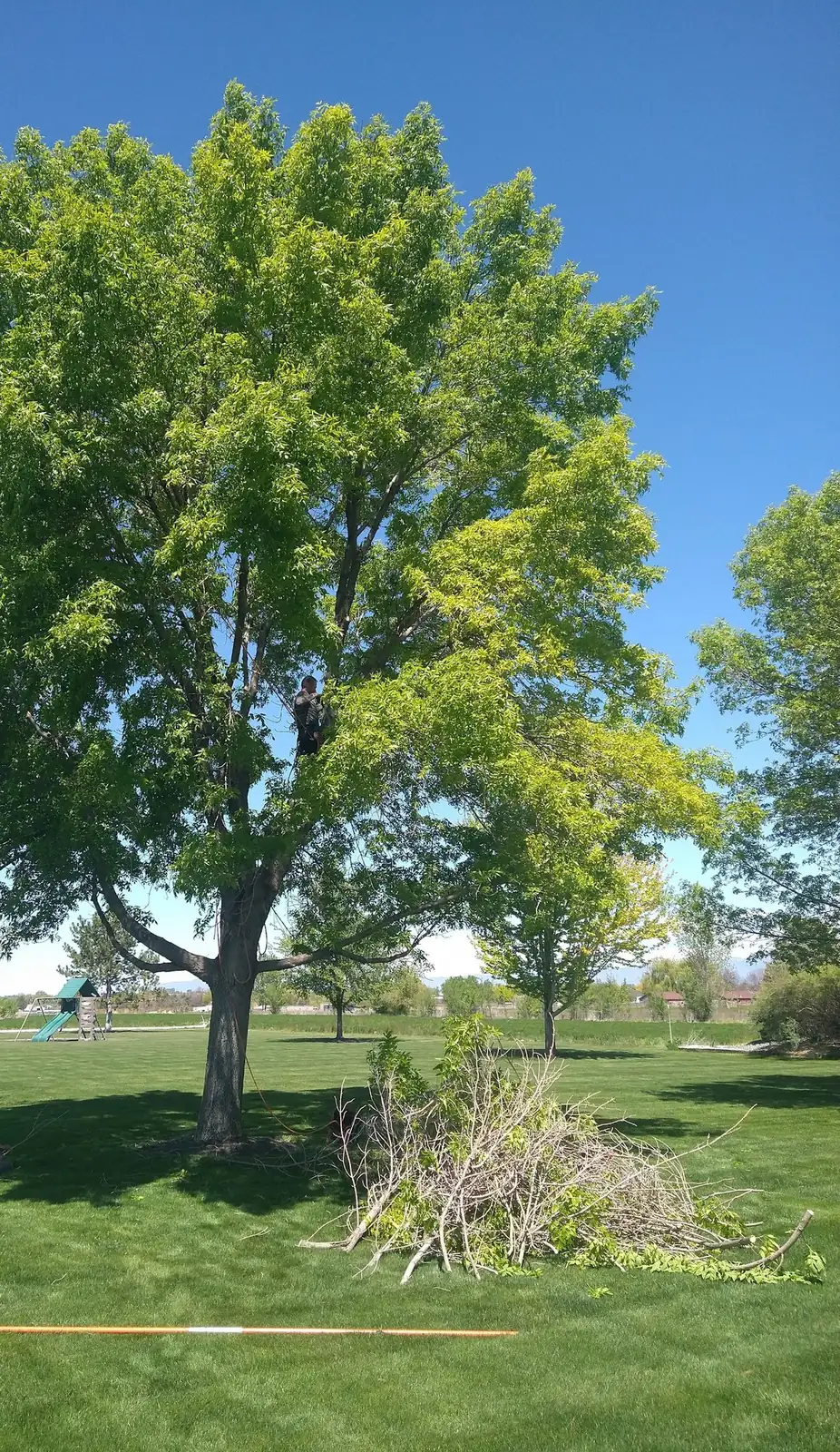 A climber in a large green tree, with a pile of trimmed limbs on the lawn