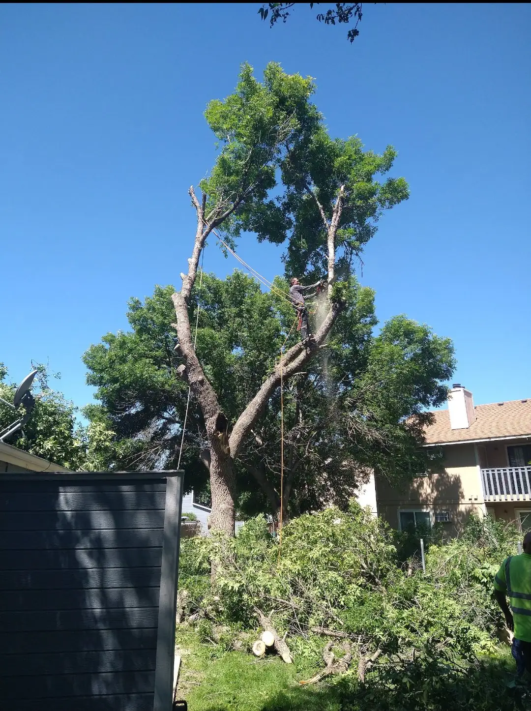 A climber roped into a tall tree, with cut limbs and a log on the grass below